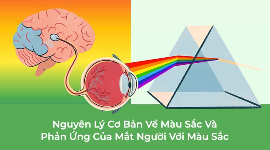 Nguyên Lý Cơ Bản Về Màu Sắc Và Phản Ứng Của Mắt Người Với Màu Sắc