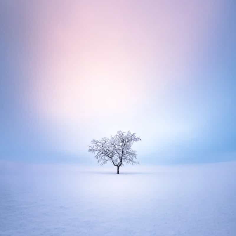 Lagerstedt đặt tên cho loạt ảnh của mình là “In the Solitude”