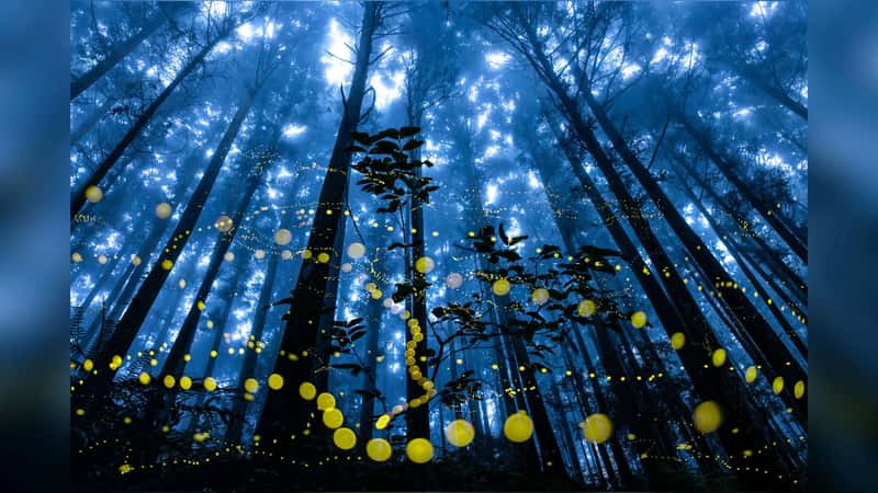 International Landscape Photographer of the Year