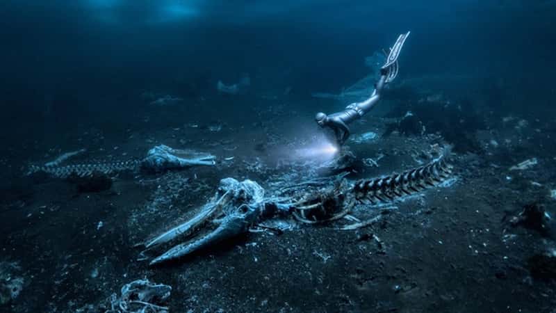 Underwater Photographer of the Year tiếp nối truyền thống nhiếp ảnh dưới nước