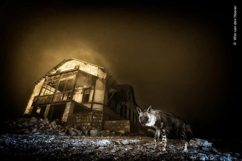 Wildlife Photographer of the Year sắp diễn ra