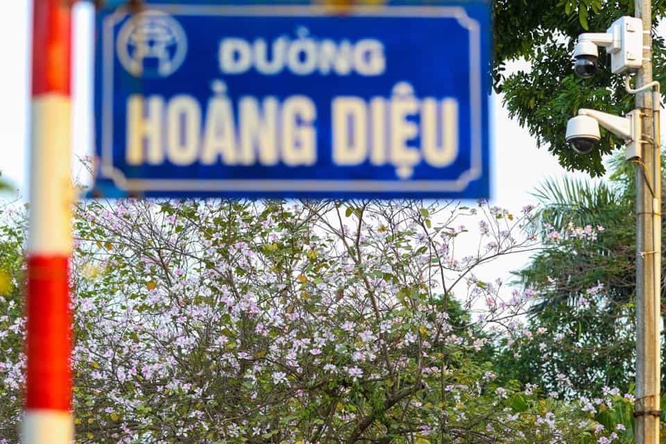 Check-in hoa ban tại đường Hoàng Diệu