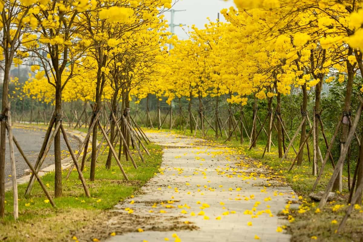 Hoa phong linh hay còn gọi là hoa chuông vàng
