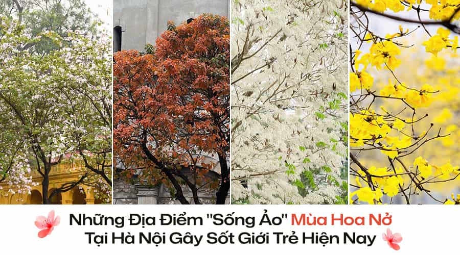 Những Địa Điểm "Sống Ảo" Mùa Hoa Nở Tại Hà Nội Gây Sốt Giới Trẻ Hiện Nay