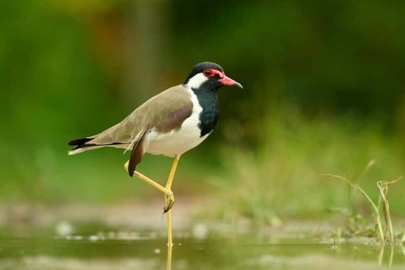 Normal phù hợp nhất khi chủ thể gần như đứng yên