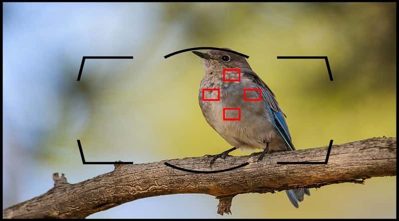 Auto focus là gì? Những Điều Bạn Cần Biết Về Auto focus Trên Máy Ảnh