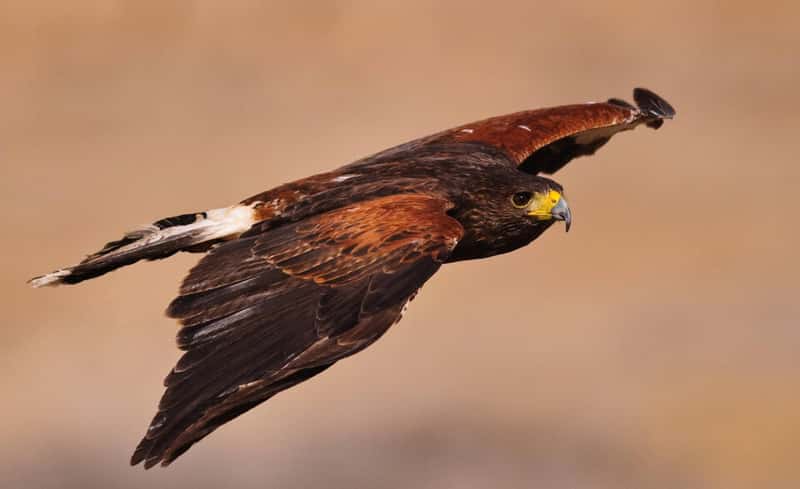 Harris's Hawk, được chụp bằng AF nhận diện pha NIKON D300 @ 300mm, ISO 200, 1/3200, f/4