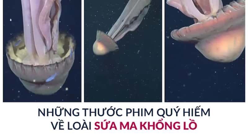Những Thước Phim Quý Hiếm Về Loài Sứa Ma Khổng Lồ