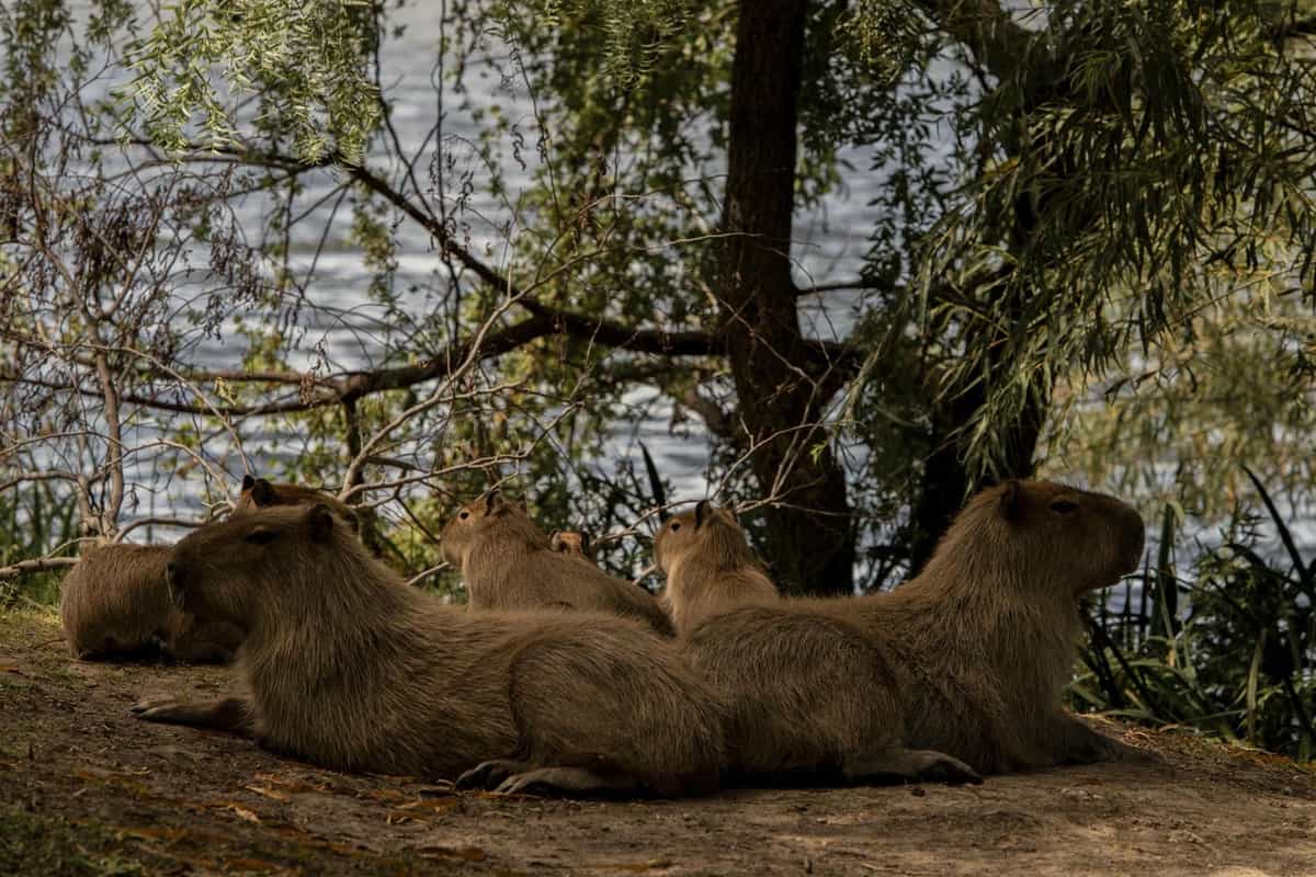 Capybaras at the Forefront of the Dispute and Resistance in Buenos Aires
