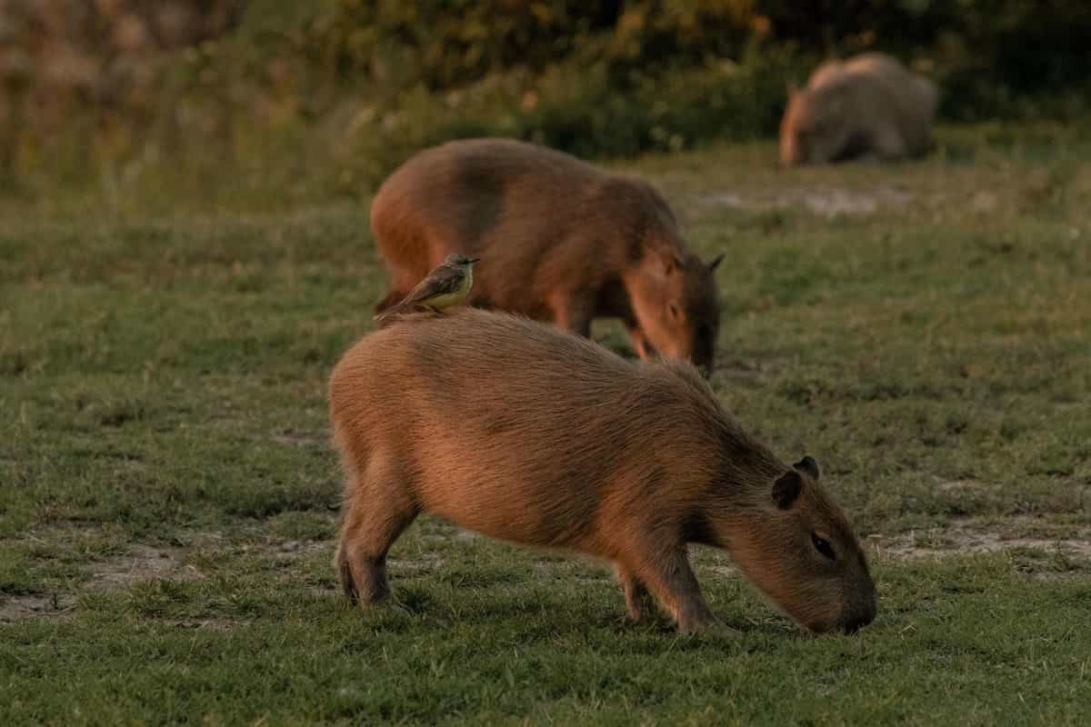 Lượng lớn cá thể capybara xuất hiện tại Nordelta, Argentina