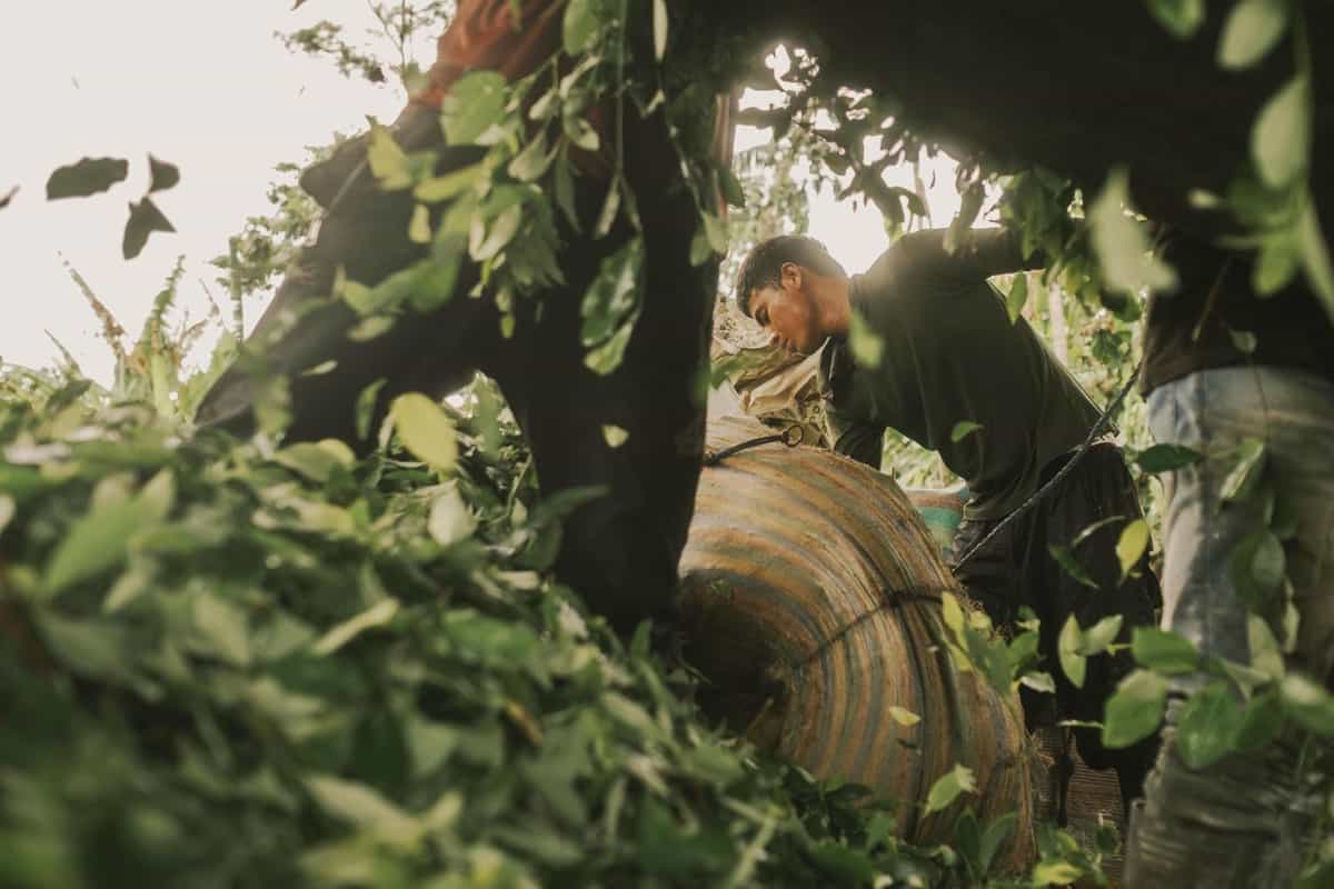 Under the Shadow of Coca - Santiago Mesa