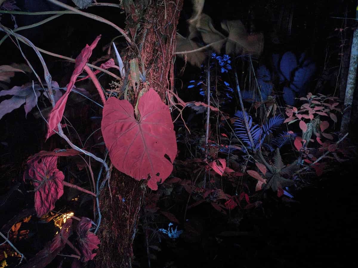 Notes on How to Build a Forest - Isadora Romero