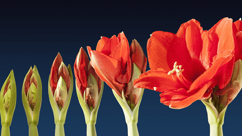 Floral Time lapse