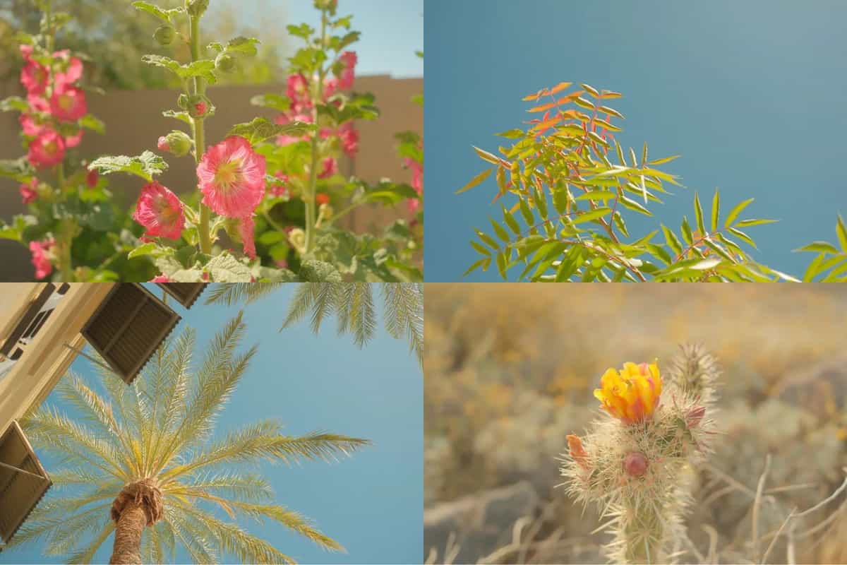 Công thức màu Vibrant Arizona cho Fujifilm